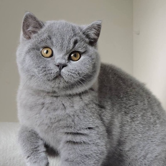 buymemeow_1